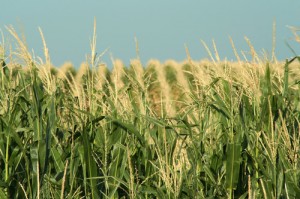 "I wanna live where the green grass grows, watch my corn pop up in rows..."